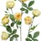 31" Cabbage Rose Spray by Ashland®